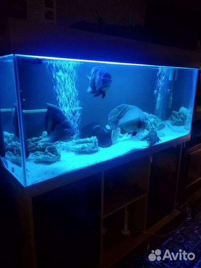 Аквариум