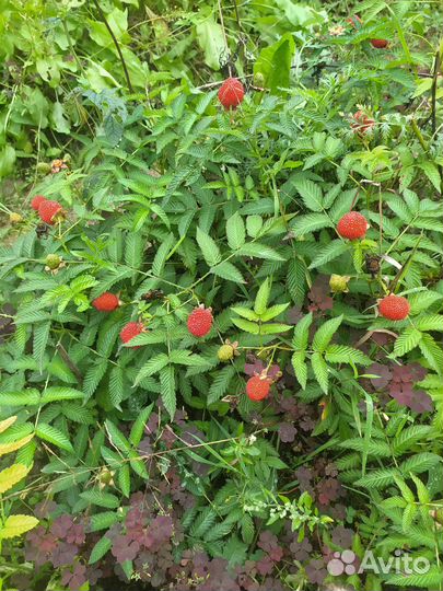 Тибетская малина саженцы