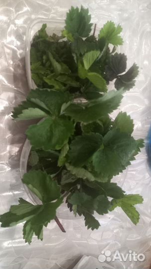 Рассада клубники усы