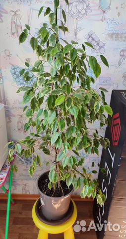 Фикус бенджамина
