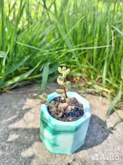 Суккуленты