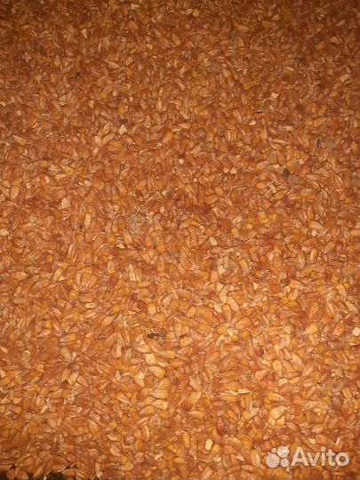 Мука Крымская цельнозерновая свежесмолотая