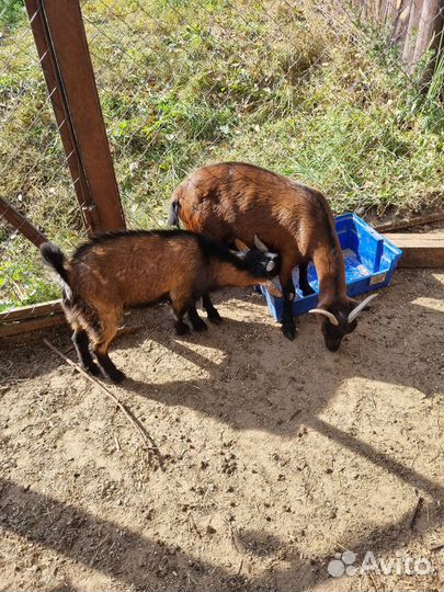 Камерунские козы