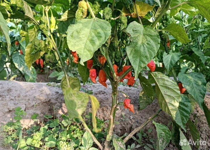 Перец каролина рипер (Caroline ripper)