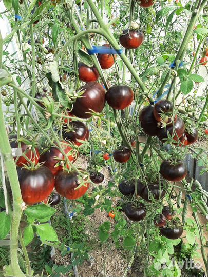 Лучшие семена томатов и перца