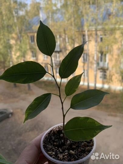 Фикус бенджамина Кинки