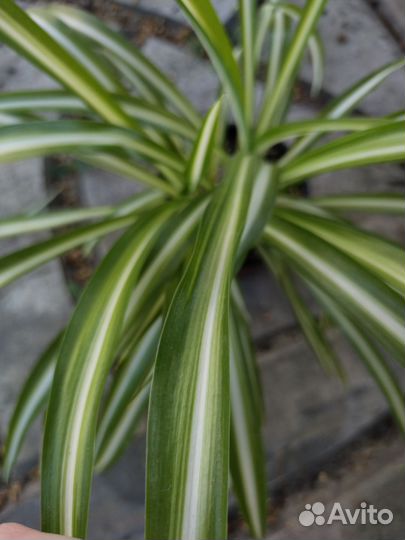 Хлорофитум