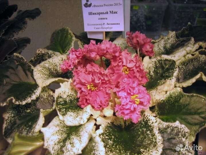 Лист срез/лист укор/Детки/взрослые фиалки