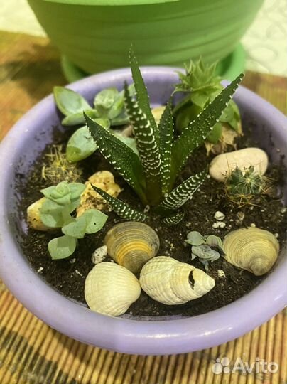 Суккуленты, кактусы мини садики, наборы