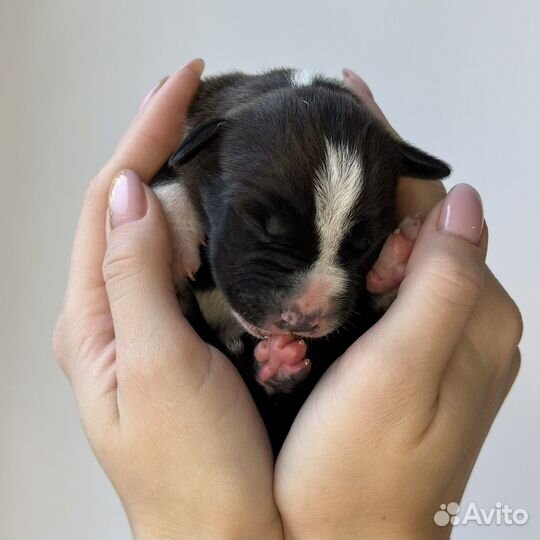 Щенки амстаффа