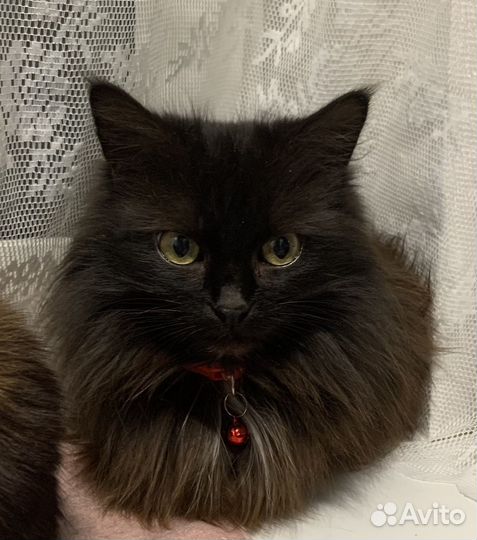 Кошечка очень ласковая