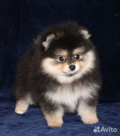 Шпице-малыши