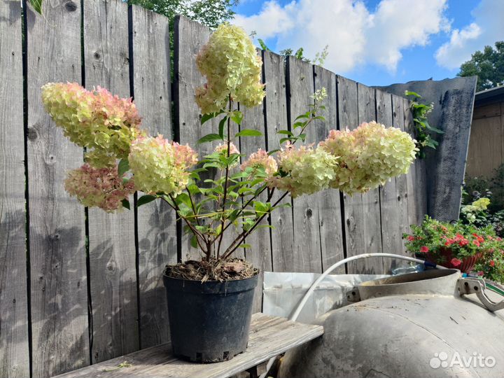 Гортензия метельчатая Фантом