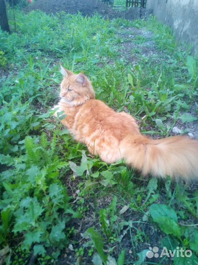 Кот Мейн-кун