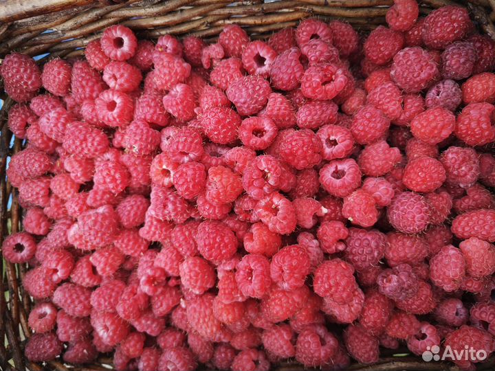 Малина, черная и красная смородина