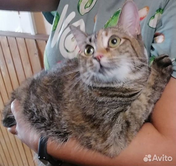 Отдам в добрые руки