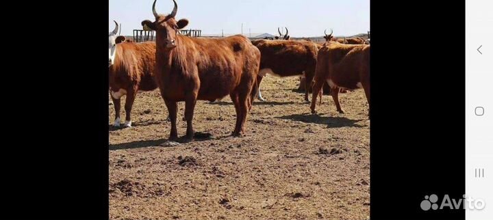 Продаётся крс или обмен на овец