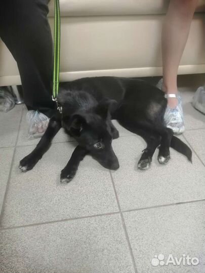 Щенок 6 месяцев Линда стерилизована, доставкой