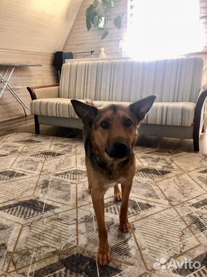 Собака мальчик Рыжик 1,5 года