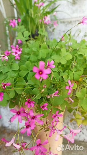 Оксалис, кислица