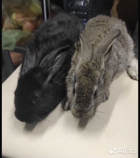 Месячные Кролики пароды (Великан)