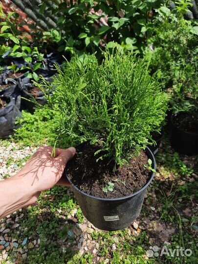 Туя Глобоза Нана саженцы