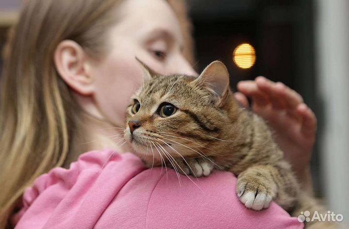 Плюшевый Тигрик в поиске дом