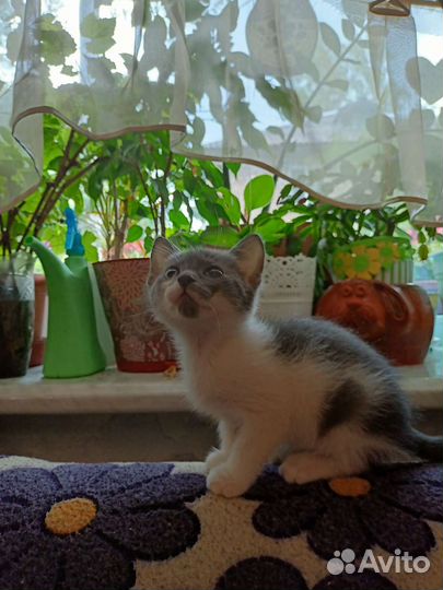 Кошка в дар бесплатно