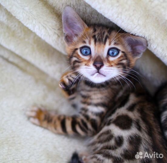 Элитные леопардики