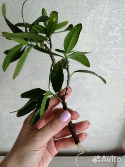 Кротон пестрый