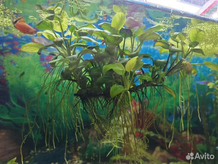 Анубиас для аквариума