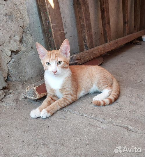 Котенок мальчик в добрые руки