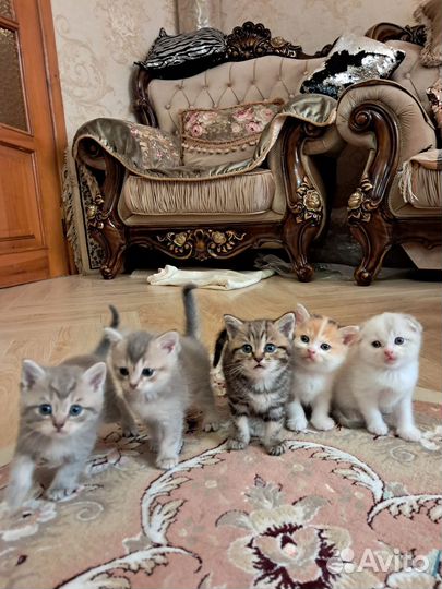 Котята
