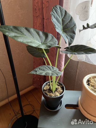 Клубни алоказии Регал Шилдс