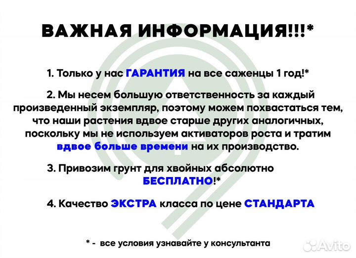 Туя Колумна для участка. Питомник