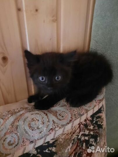 Спасенный котенок в добрые руки