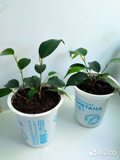 Фикус Бенджамина