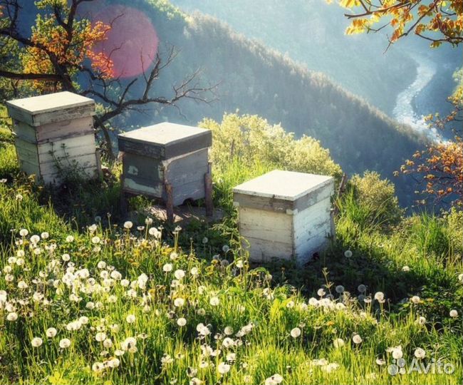 2024 Мед натуральный из Алтая опт