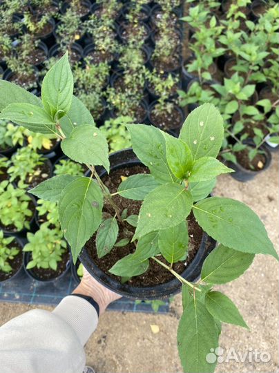 Гортензия саженцы