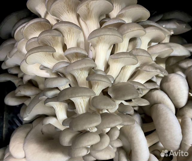 Мицелий грибов Вешенка интересно просто начните