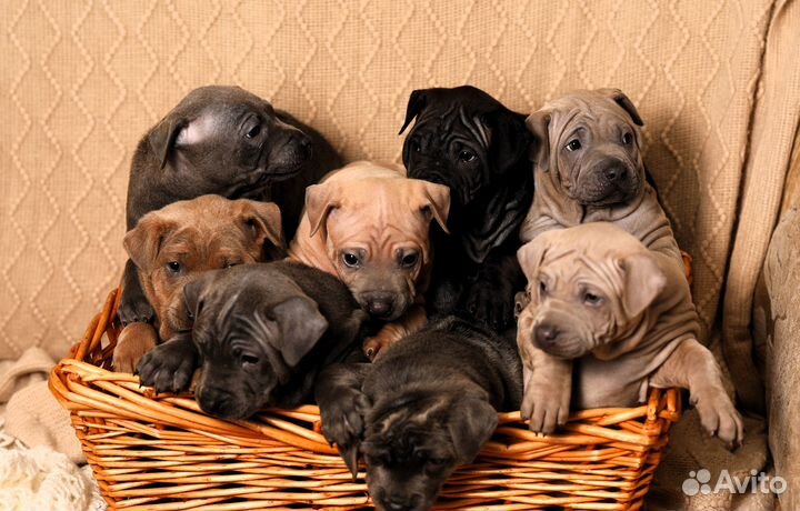 Тайский риджбек щенки