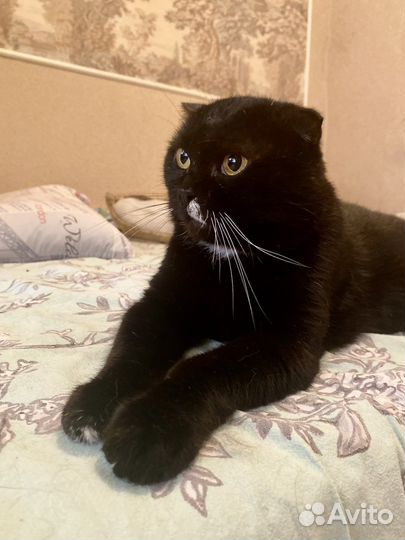 Вислоухий кот в добрые руки