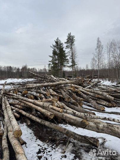 Береза кругляк