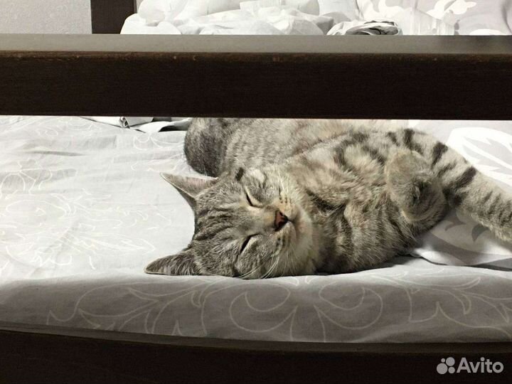 Британский кот