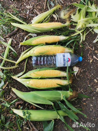 Кукуруза в початках