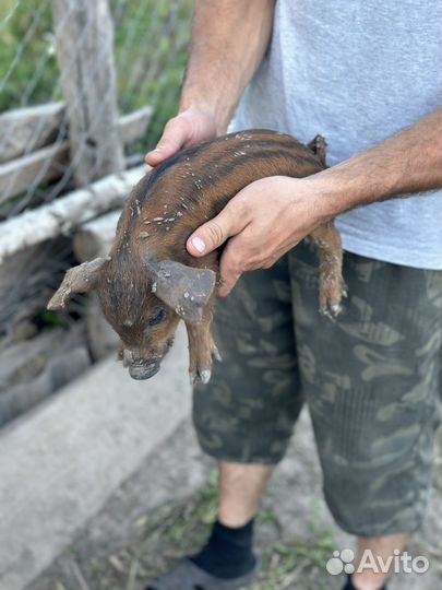 Венгерская мангалица