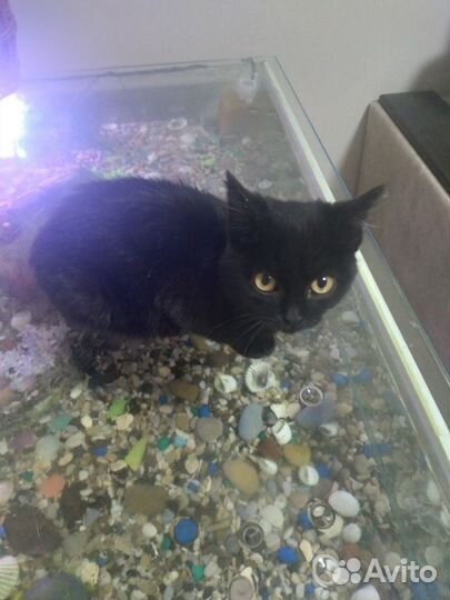 Черный котенок девочка