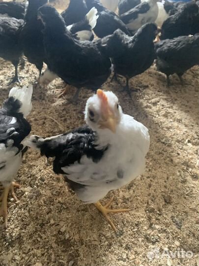 Цыплята петушки Леггорн далматинец (мраморный)