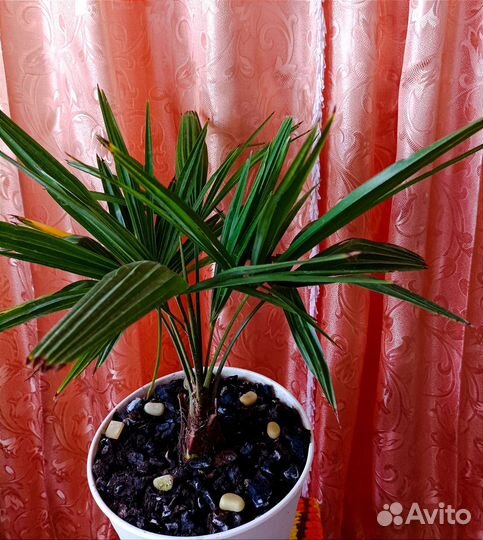 Пальма Трахикарпус