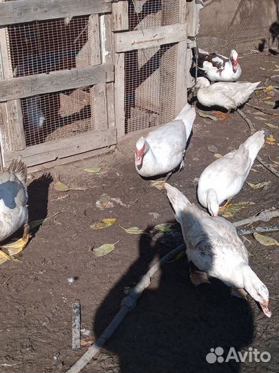 Инкубационное яйцо утки Голубой фаворит